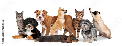 Fotografia group of eight cats and dogs