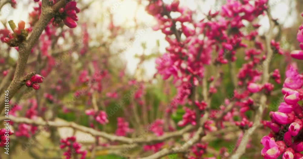 detailed extreme close-up of lilac cercis flowers on branches. detailed extreme close-up of lilac cercis flowers on branches.