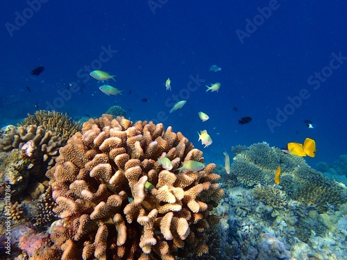 Print op canvas coral reef with fish