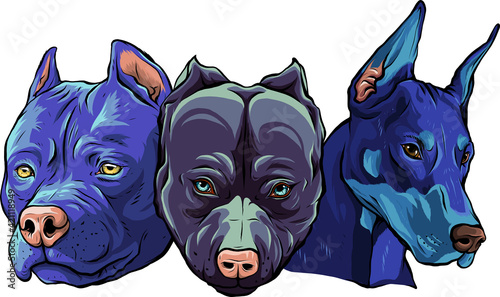 Heads of dogs pitbull dobermann bulldog vector