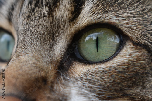 close up cat eye