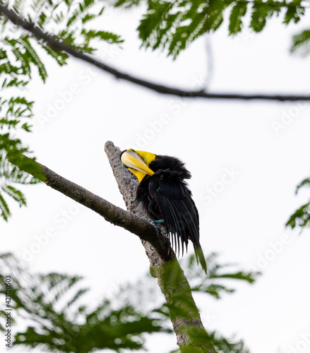 Chestnut-mandibled toucan species Swainson's toucan on a tree and cleans his plumage in its natural habitat, Costa Rica.