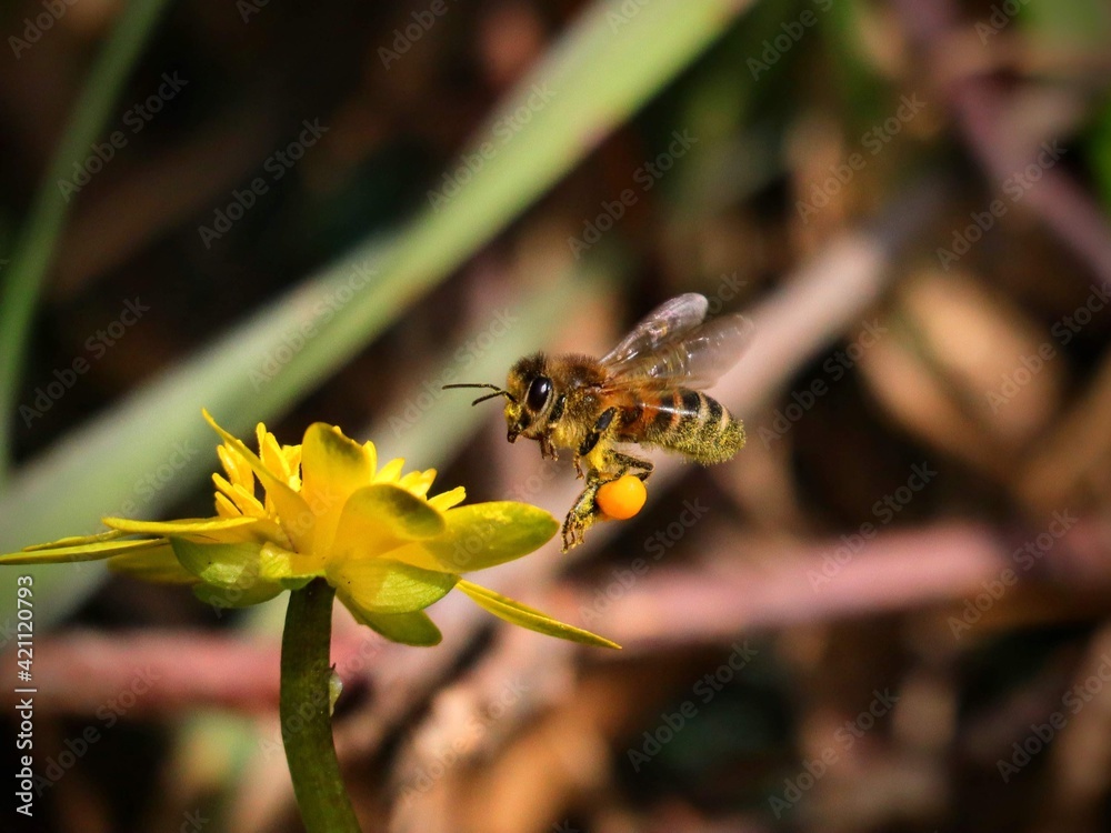 Fototapeta premium bee flying yellow flower abeilles pollen