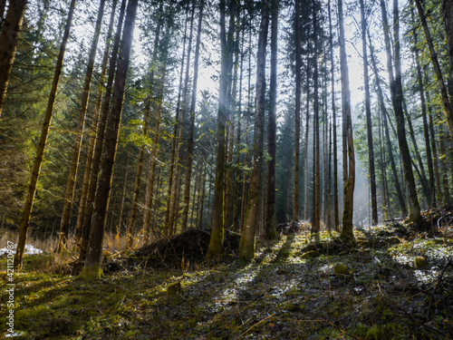 Fototapeta Naklejka Na Ścianę i Meble -  Mystical forest sunbathing in rays of light near city Prachatice, Czech Republic.