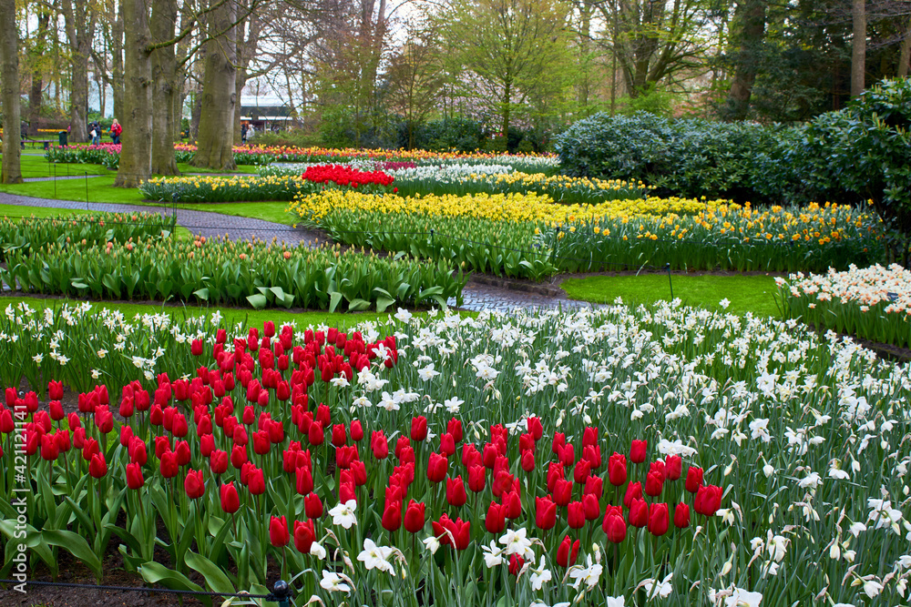 Blooming spring flowers tulips and daffodils in the park Blooming spring flowers tulips and daffodils in the park