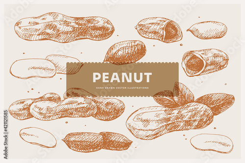 Hand-drawn peanut. Tropical fetus, open and whole. Organic food concept. It can be used as a decoration element for markets, menus, and packaging. Vintage botanical illustrations.
