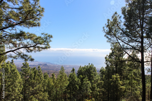 Fototapeta Naklejka Na Ścianę i Meble -  Mountainous landscape in Tenerife with green trees and unrivaled views on Islands Canaries
