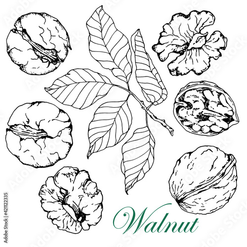 Wallpaper Mural Walnut. Set. Stock vector illustration. Isolated on white background.Black white sketch. Hand drawn illustration for packaging, labels, design of vegetarian products. Torontodigital.ca