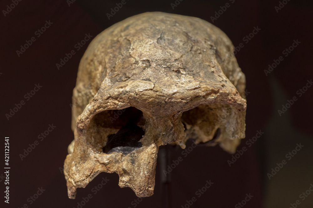 Homo ergaster skull fragment Homo ergaster skull fragment