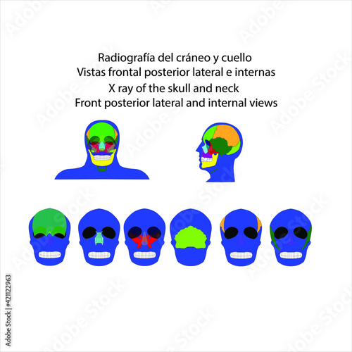 Esqueleto humano radiografía del cráneo y cuello vistas frontal posterior lateral e internas vector