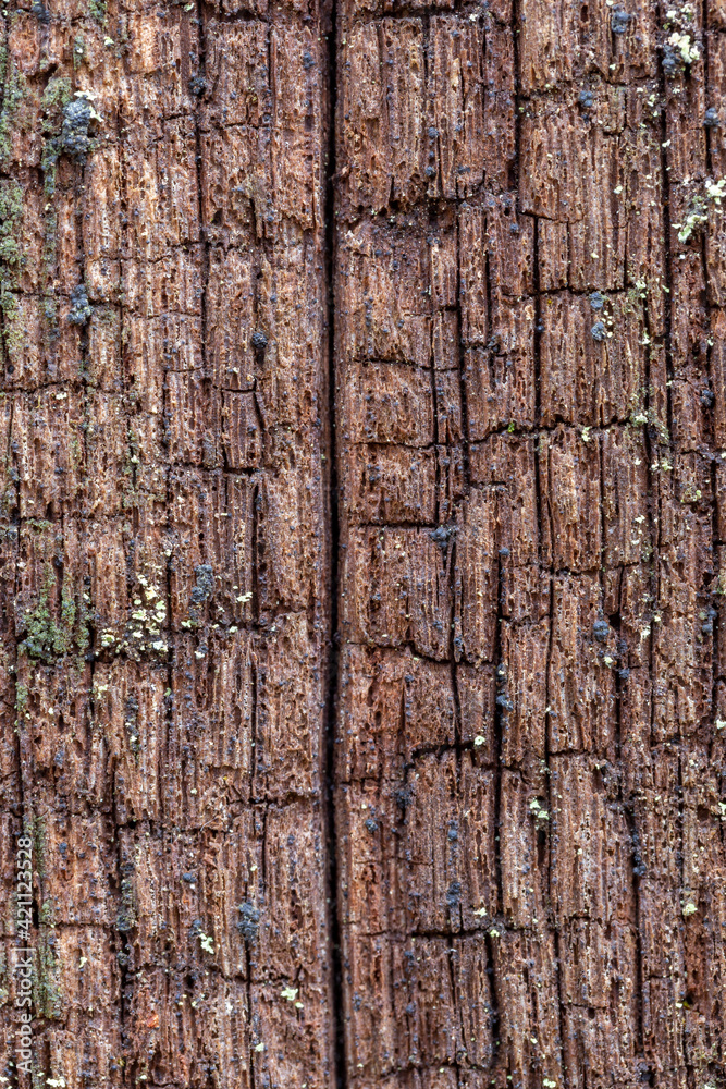 Obraz premium Old dead wood wonderful texture and background for design. Beautiful background, texture of old wood moss for wallpaper. Natural background for design of dead oak wood.