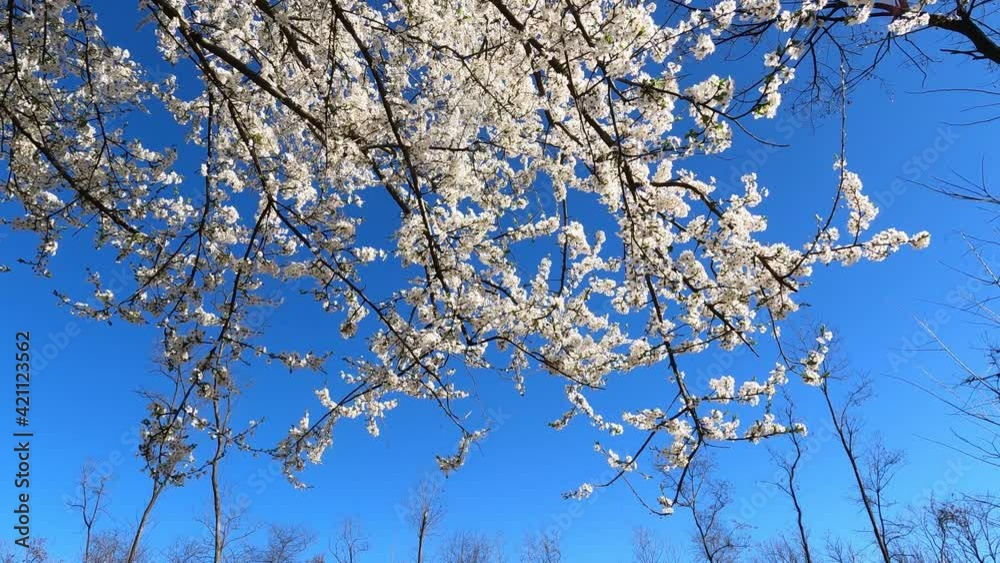 Fioritura della pianta in primavera