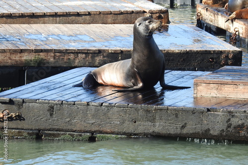 California sea lion hanging out on a pier in the San Francisco Bay Area. photo