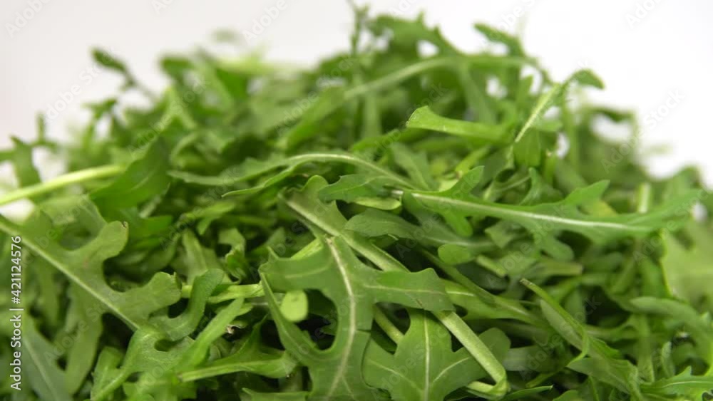 arugula leaves rotating 360 top view.Fresh arugula arugula leaves rotating 360 top view.Fresh arugula
