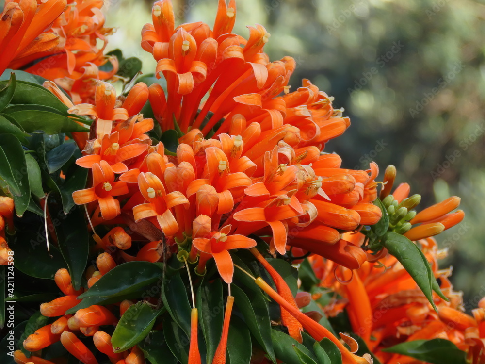 Beautiful branch of tropical orange Pyrostegia venusta flowers in spring in Israel. Close-up of nature. Beautiful branch of tropical orange Pyrostegia venusta flowers in spring in Israel. Close-up of nature.