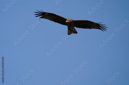 black kite is collecting the nest materials
