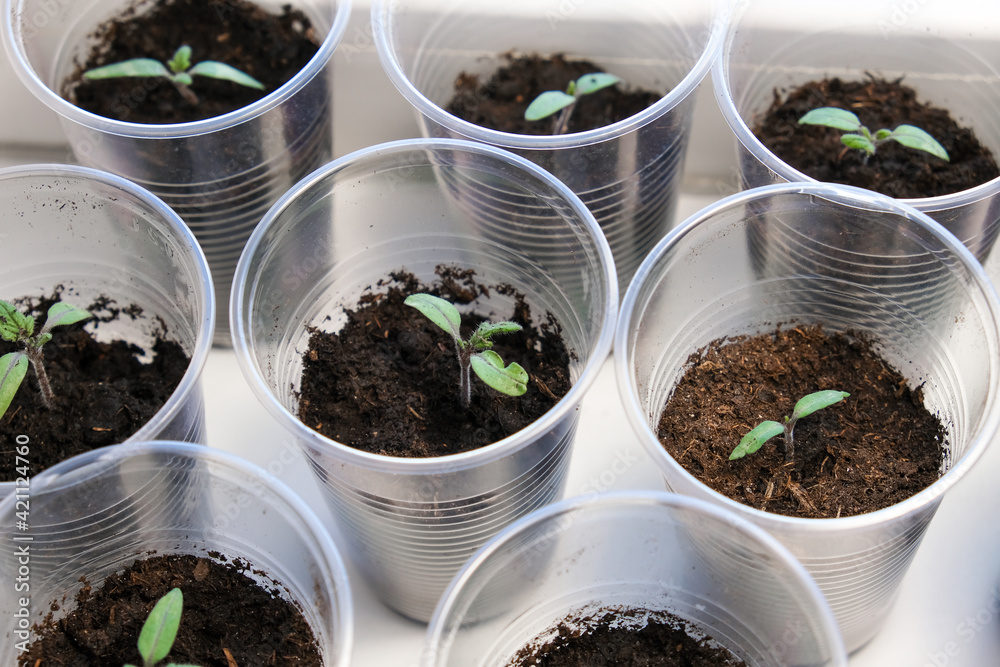 Small tomato seedlings in a plastic cups on a window sill, vegetable seed growing indoors for garden usage after Small tomato seedlings in a plastic cups on a window sill, vegetable seed growing indoors for garden usage after