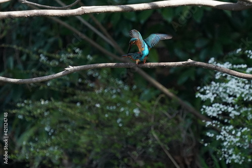 common kingfisher in the forest