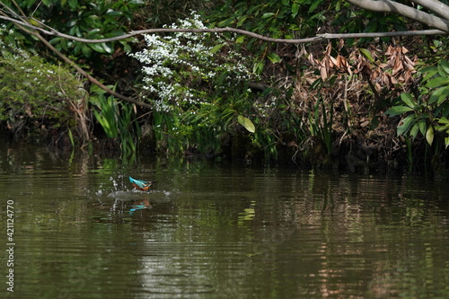 common kingfisher in the forest