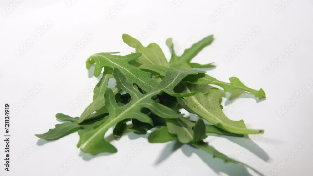arugula leaves rotating 360 top view.Fresh arugula arugula leaves rotating 360 top view.Fresh arugula