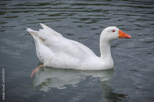 Pato blanco nadando