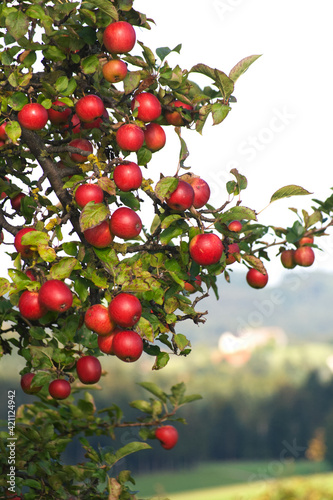 red apples hang on tree. Landscape Vertical with mellow fruits 