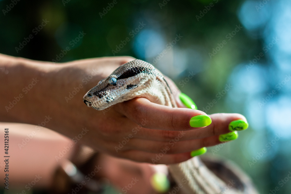 Fototapeta premium A snake in a woman's hand. Boa. Close-up. Exotic pet. Blurred background. Focus on the snake's head.