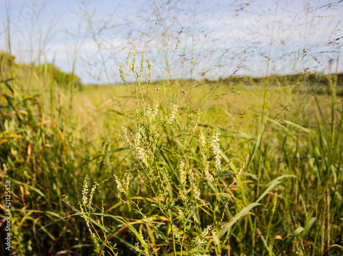 field of wheat