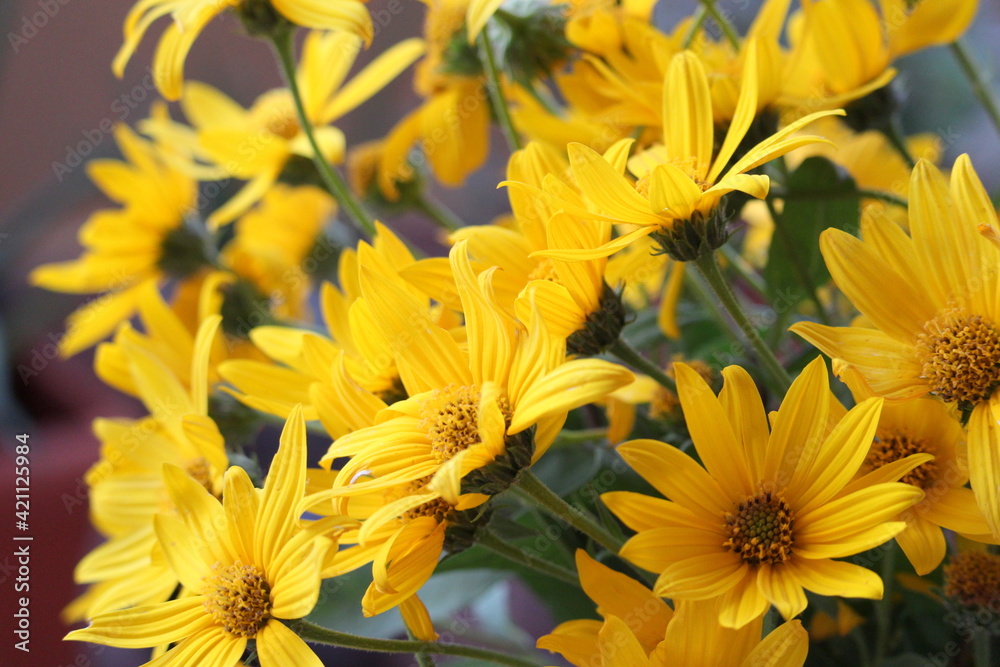 Fototapeta premium margaritas amarillas