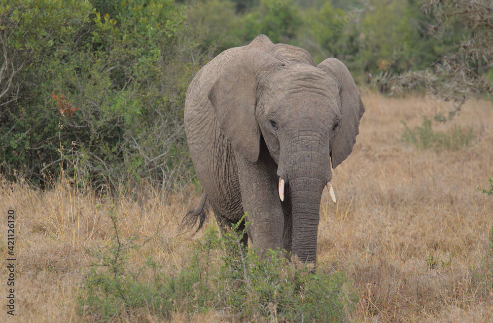 cute young african elephant grazing in the wild, Kenya cute young african elephant grazing in the wild, Kenya