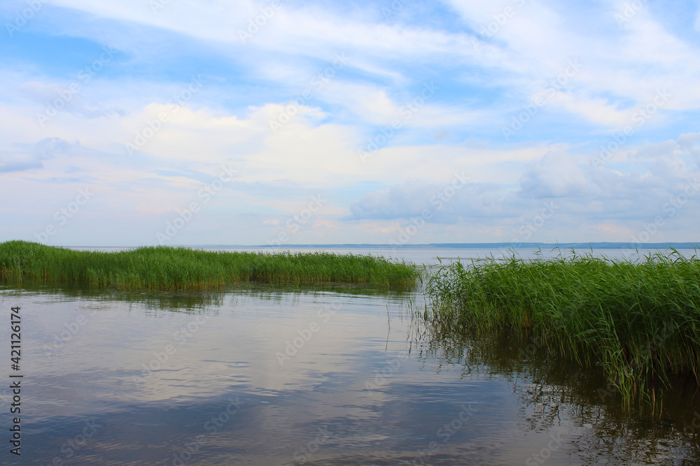 A beautiful large wide river and reeds. Scenery. Background.