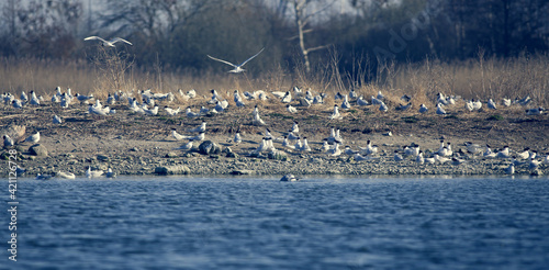 Flock of Arctic tern photo
