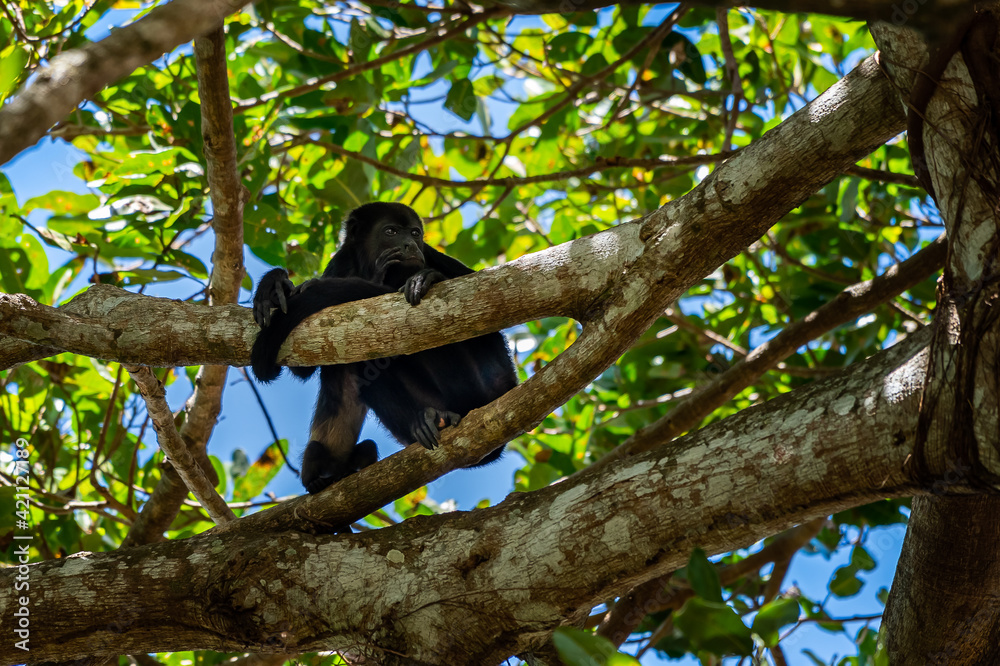 Close up view of a magnificent Monkey and its baby in Costa Rica Close up view of a magnificent Monkey and its baby in Costa Rica