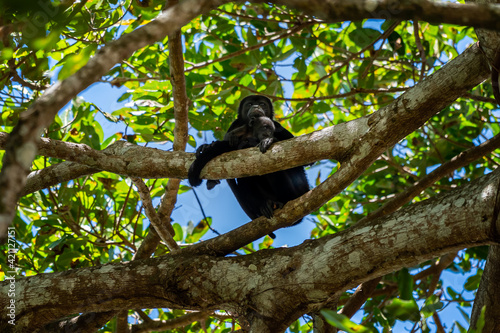 Close up view of a magnificent Monkey and its baby in Costa Rica 