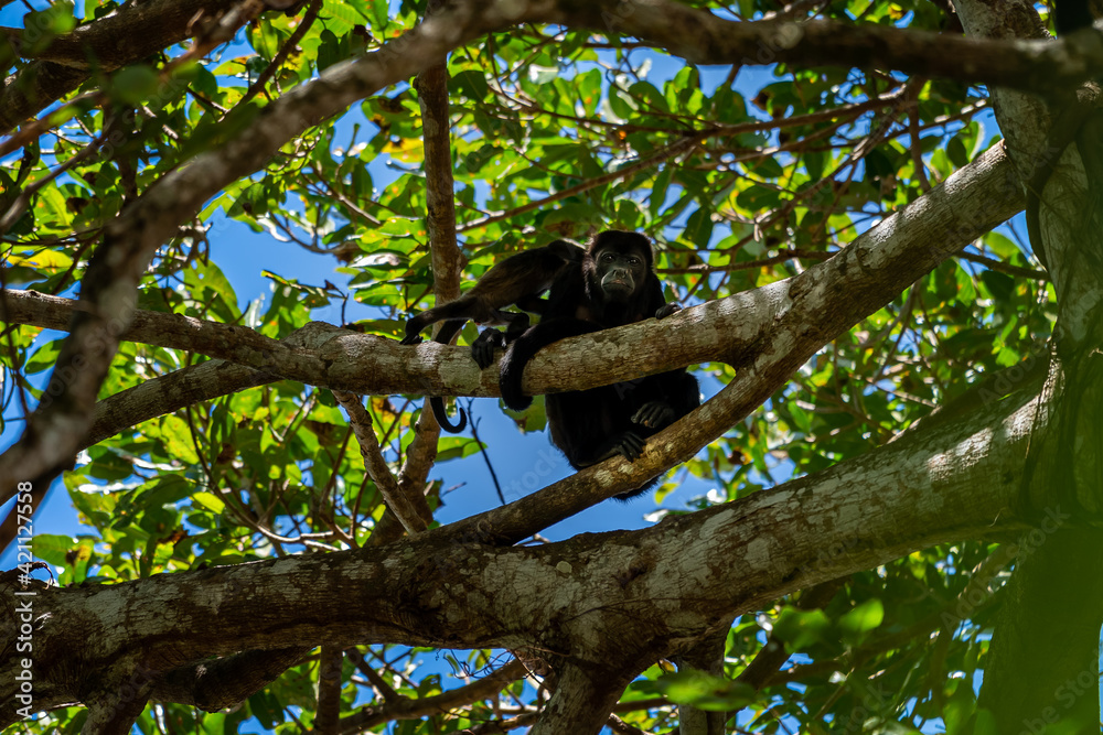 Close up view of a magnificent Monkey and its baby in Costa Rica 