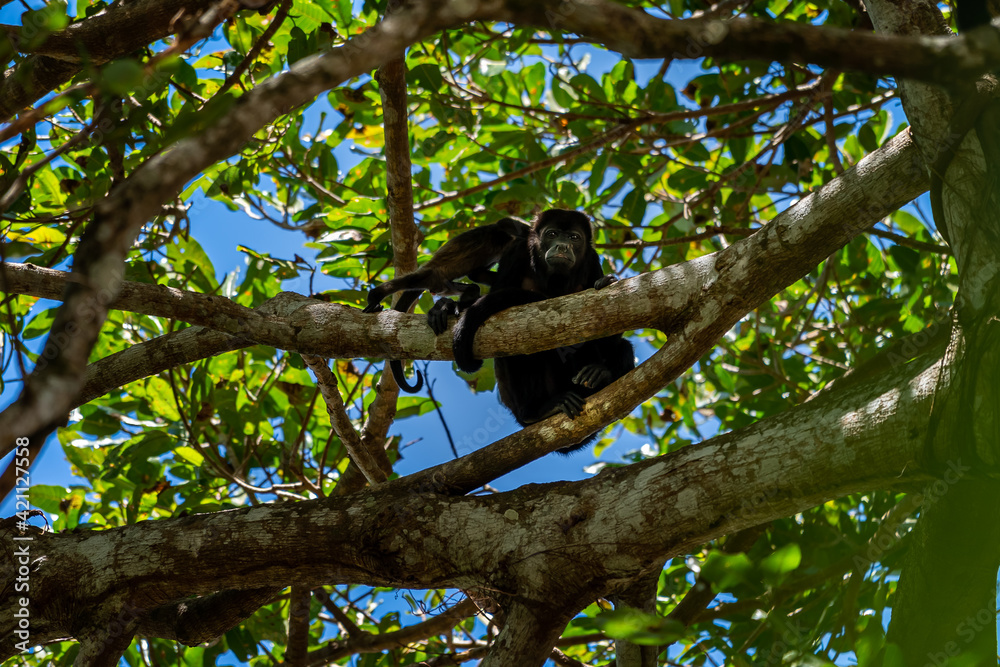 Close up view of a magnificent Monkey and its baby in Costa Rica Close up view of a magnificent Monkey and its baby in Costa Rica
