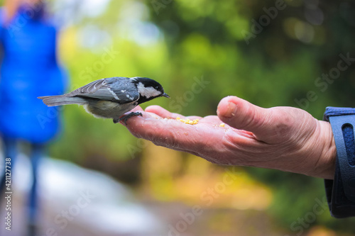 Tit eats food from the hand of an elderly person in a green forest in the sunny spring day. Bird lovers, birdwatching. A beauty of the environment nature. Ornithology, International bird day concept.