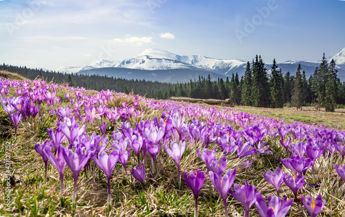 A meadow of blooming crocuses in the mountains, Carpathians, Ukraine