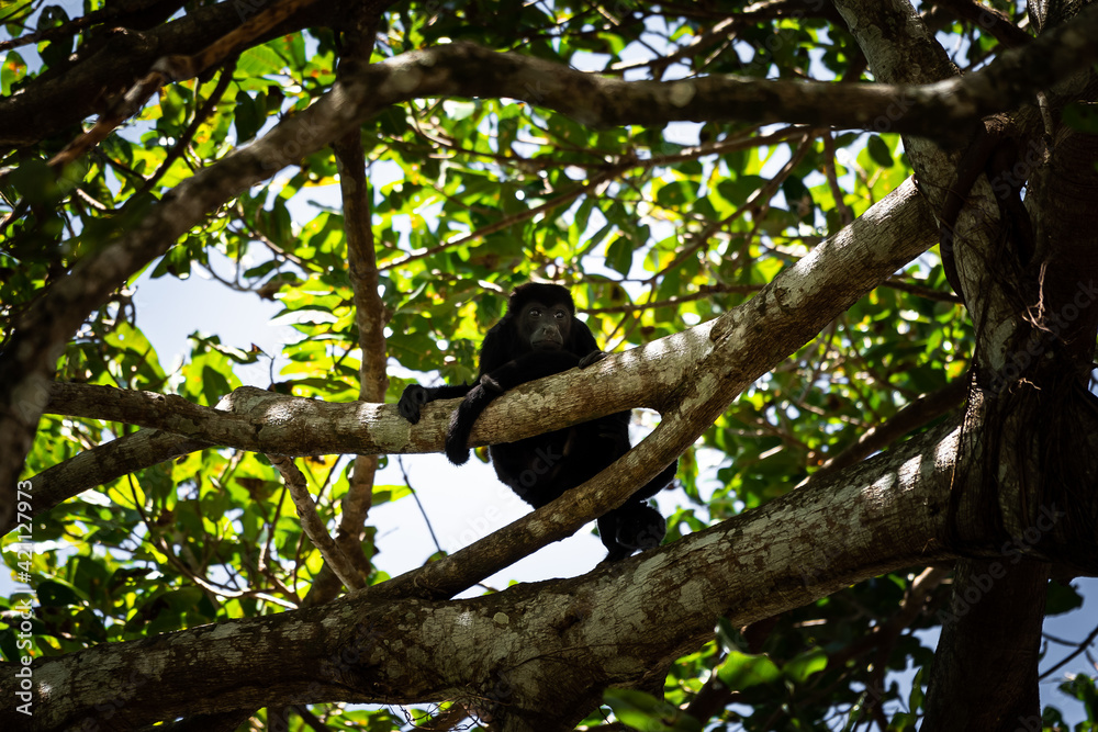 Close up view of a magnificent Monkey and its baby in Costa Rica Close up view of a magnificent Monkey and its baby in Costa Rica