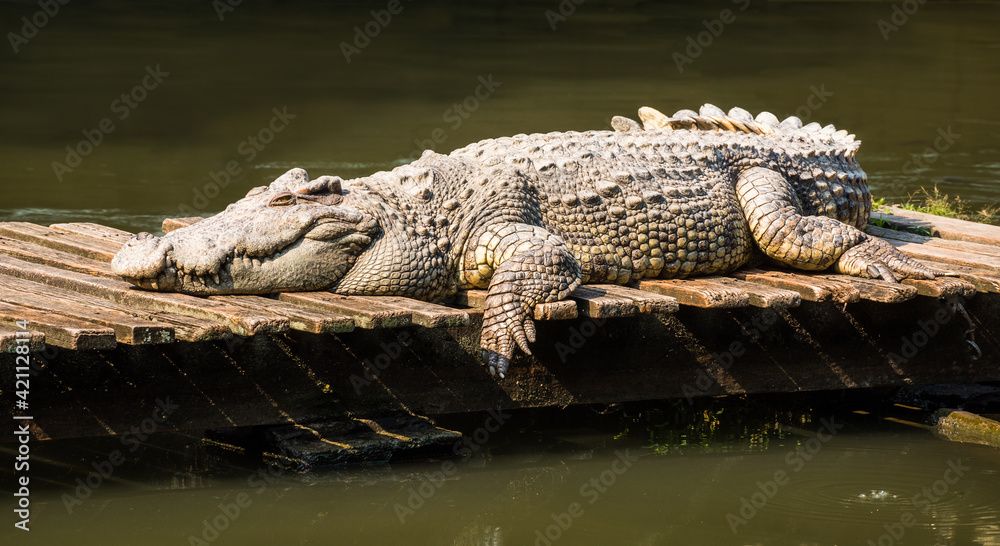 An Alligator Lying on Wooden Platform and Warming Up during a Sunny Day