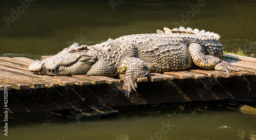 Obraz na płótnie An Alligator Lying on Wooden Platform and Warming Up during a Sunny Day w salonie