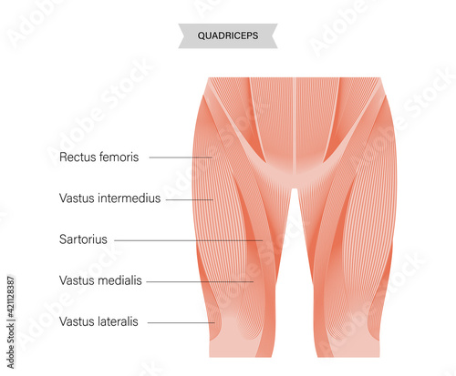 Muscular system legs