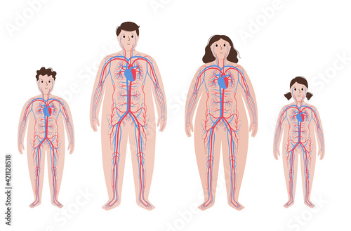 Blood system in obese body