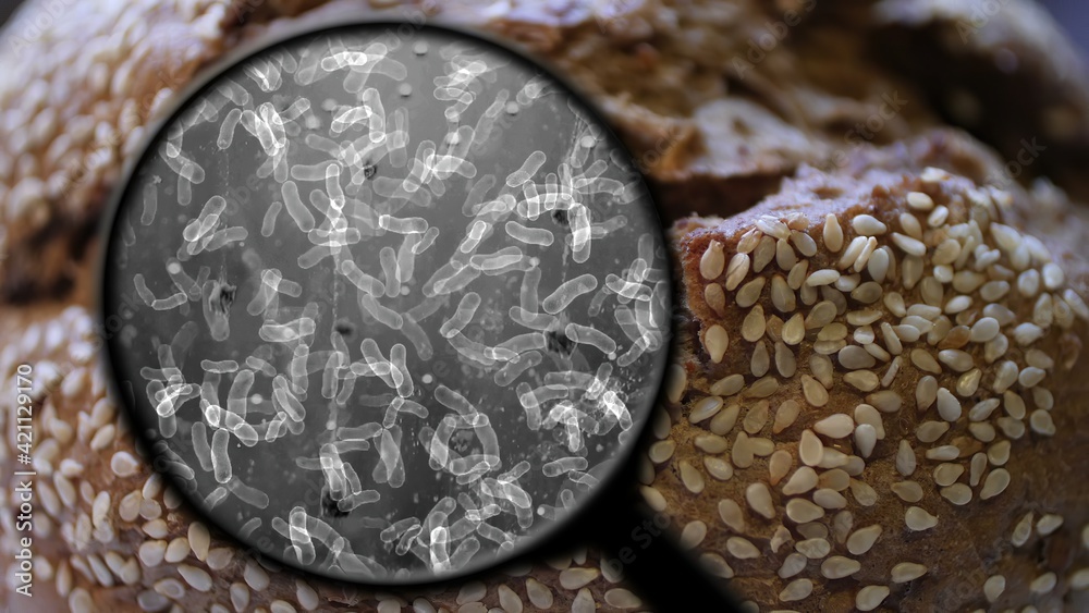 Fototapeta premium Searching For Bacteria In Bread