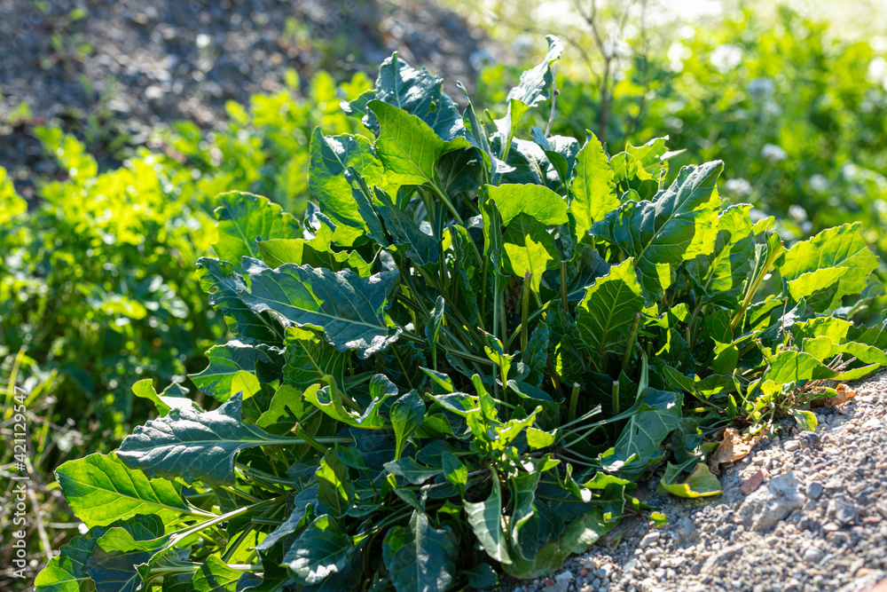 Plan of wild chard (Beta vulga vulgaris L. ssp maritima) Plan of wild chard (Beta vulga vulgaris L. ssp maritima)