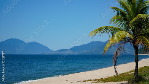 palm trees on the beach © Renata