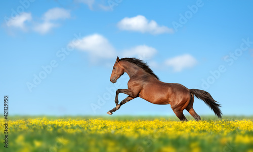 Fotografija Beautiful brown horse galloping across the field and yellow flower against the b