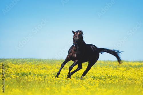 Black horse jumps on a blooming yellow field against a blue sky background