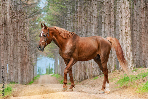 Beautiful Arabian breed horse walks in the forest on the background of pines