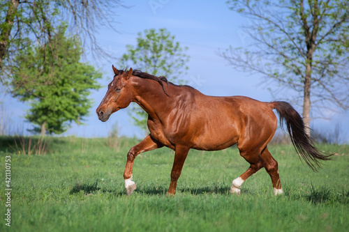 A beautiful red horse run across a green field against the sky